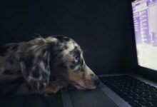 Photo of Microsoft добавил в Bing поисковик на искусственном интеллекте – Copilot Search