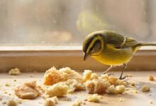 Photo of Что такое «хлебные крошки» и для чего они нужны