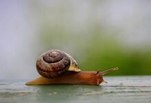 Photo of Рост зарплат в IT-отрасли России почти остановился